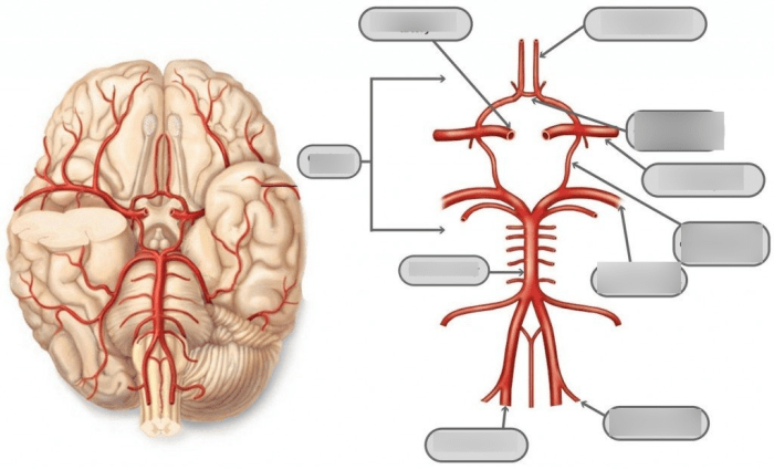 Supply blood brain arteries internal carotid artery supplies ppt presentation powerpoint into passes optic frontal orbit