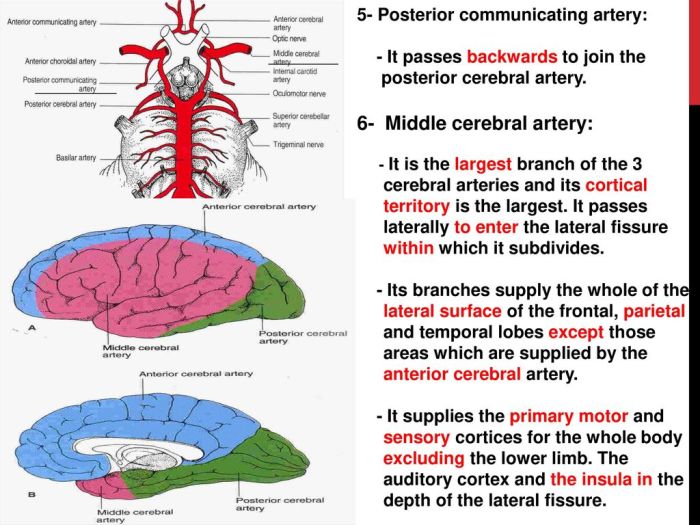 Blood supply of brain ppt