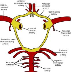 Blood supply of brain ppt