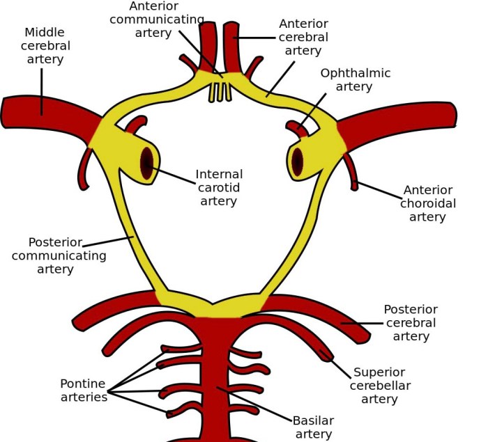 Blood supply of brain ppt