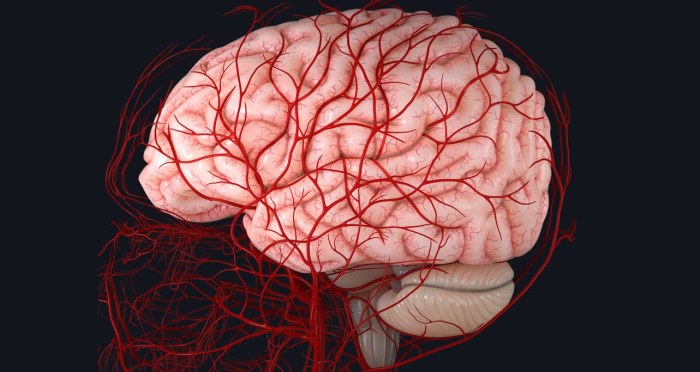 Brain arteries artery