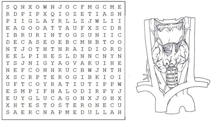 Endocrine system word search answer key