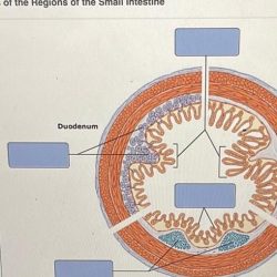 Art-labeling activity features of the regions of the small intestine