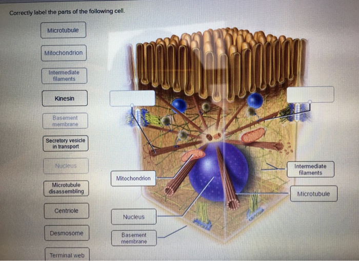 Correctly label the parts of the following cell