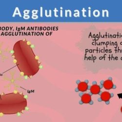 If agglutination occurs after a blood transfusion it may indicate