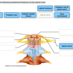 Exocrine gland correctly