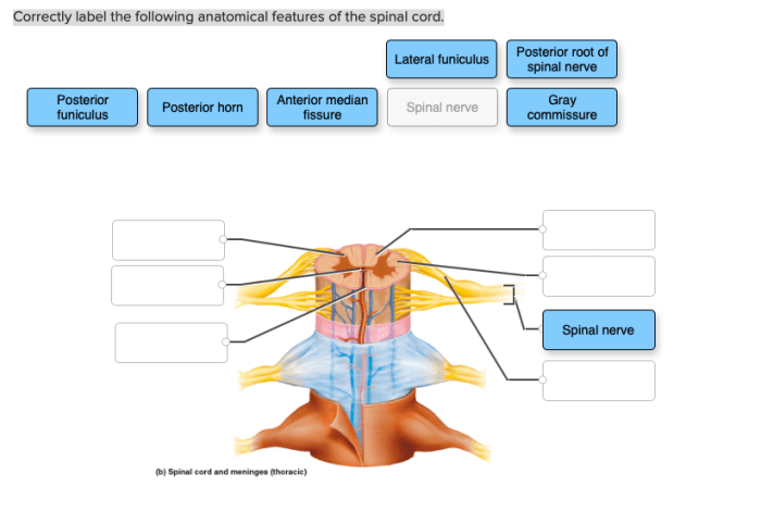 Exocrine gland correctly