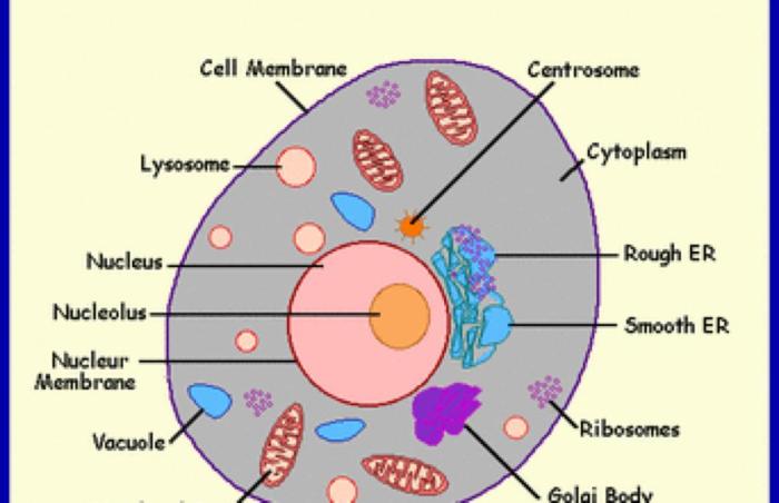 Correctly label the parts of the following cell