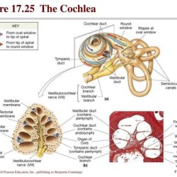 Inner duct section cochlear